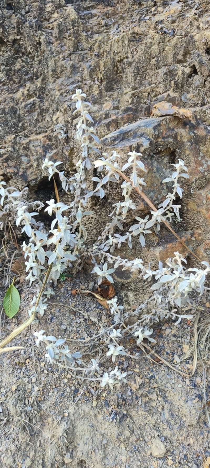 Achyrocline celosioides photo 6