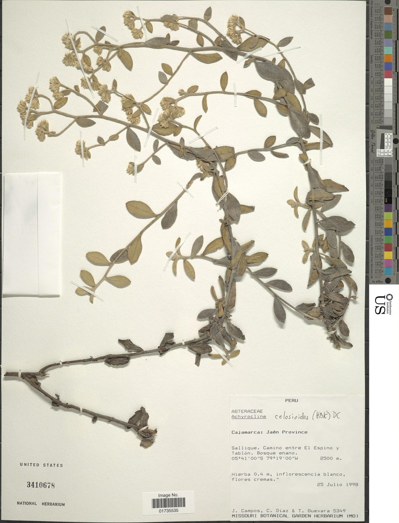 Achyrocline celosioides photo 7