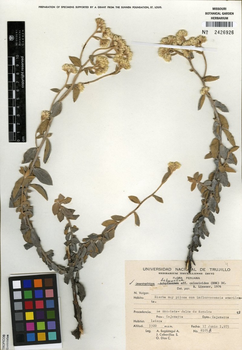 Achyrocline celosioides