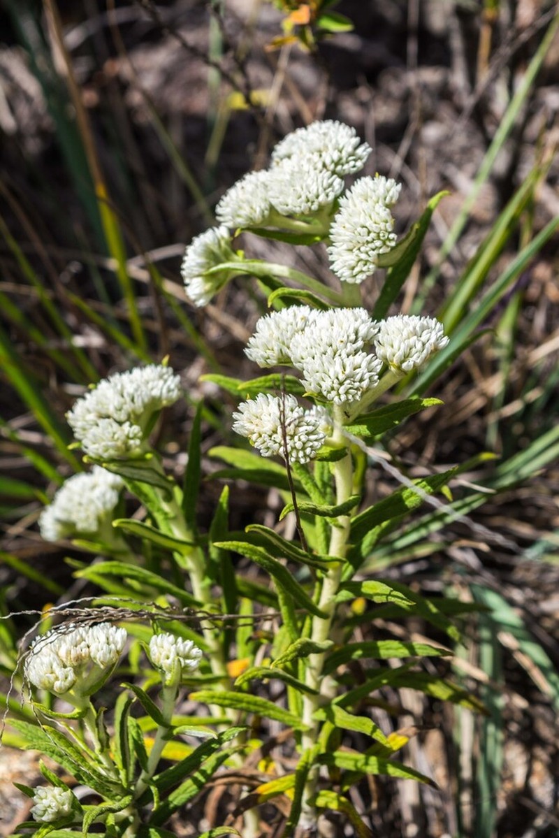 Achyrocline chionaea