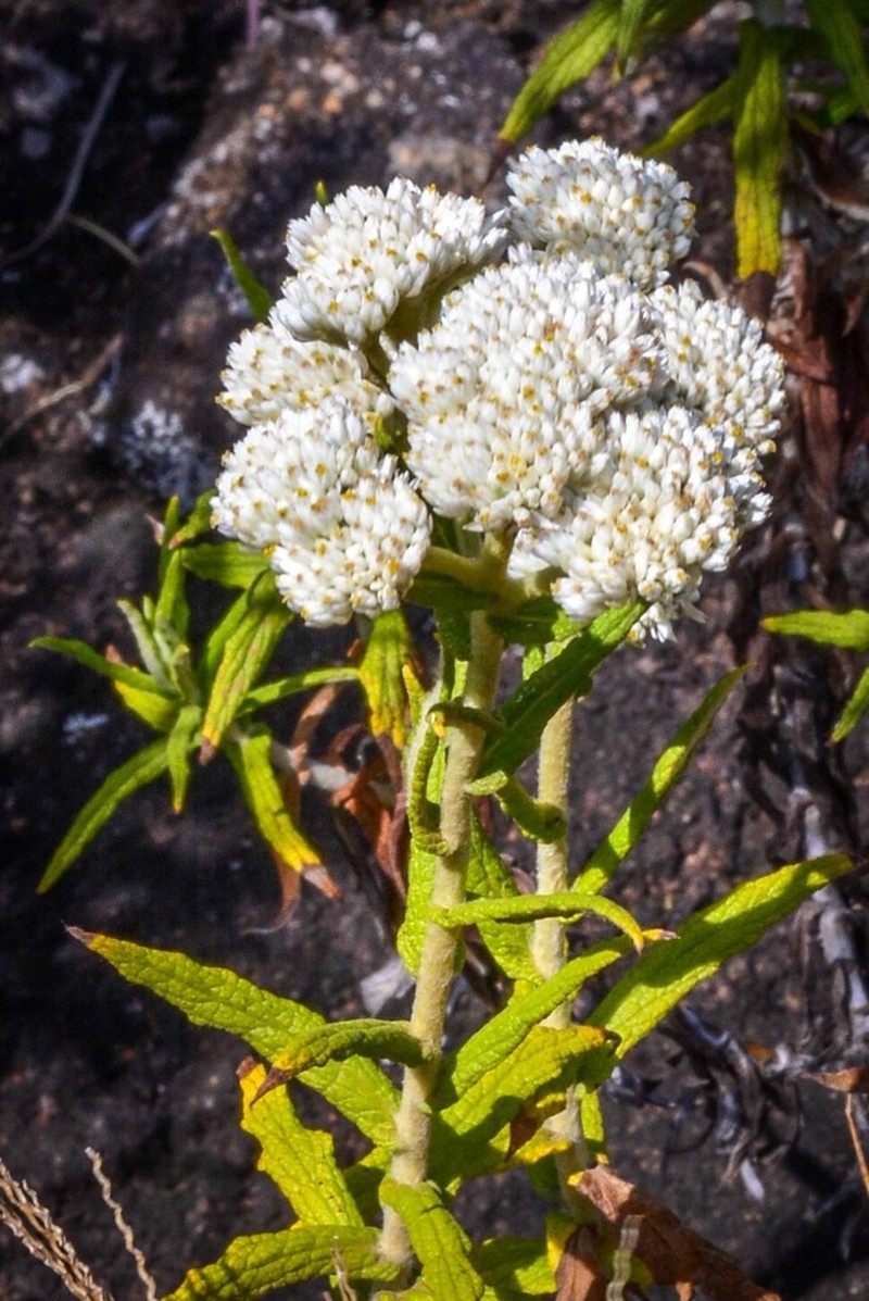 Achyrocline chionaea photo 2