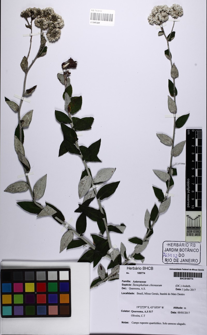 Achyrocline chionaea photo 3