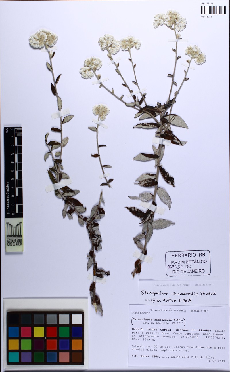 Achyrocline chionaea photo 4
