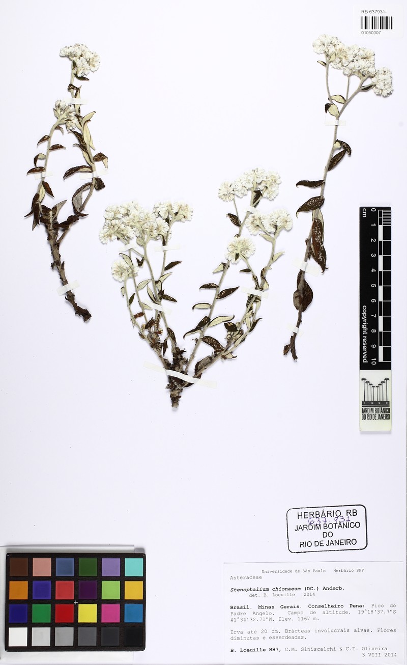 Achyrocline chionaea photo 5