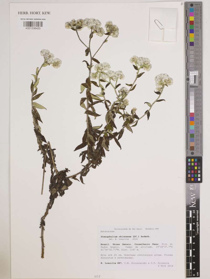 Achyrocline chionaea photo 6