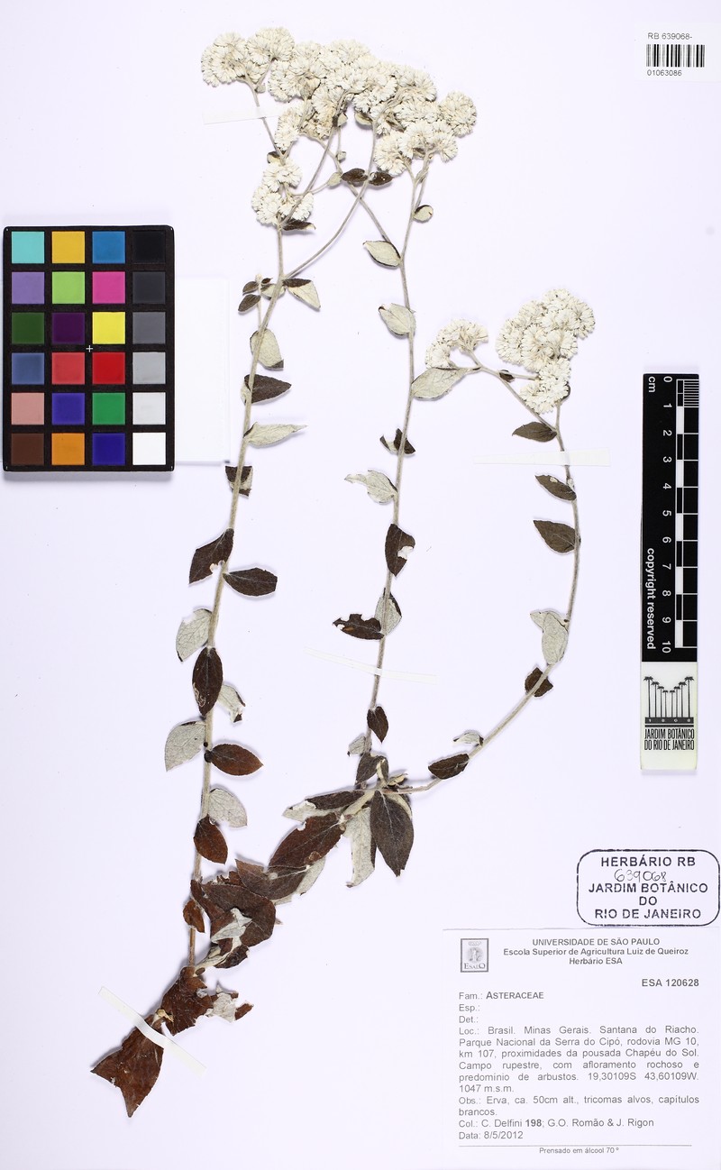 Achyrocline chionaea photo 7