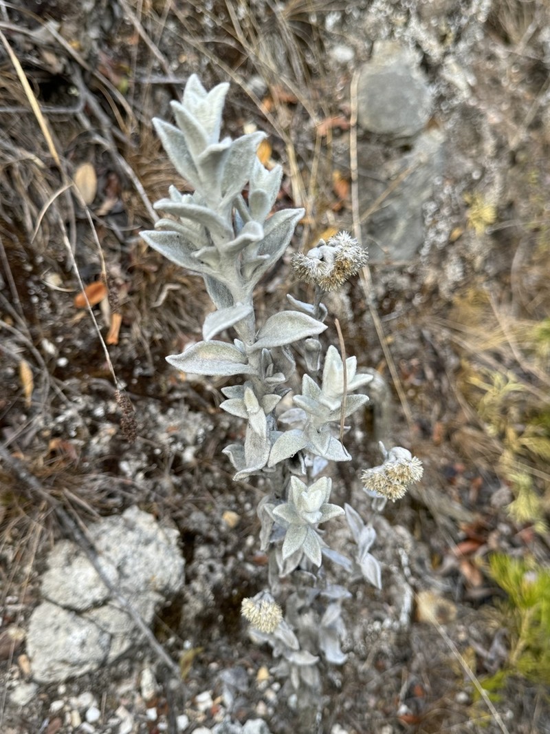 Achyrocline crassiceps photo 5