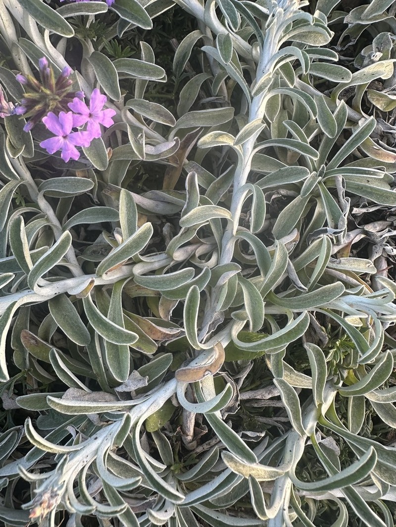 Achyrocline crassiuscula photo 2