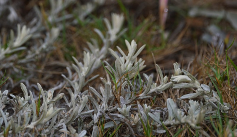 Achyrocline crassiuscula photo 4