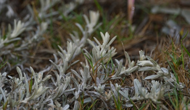 Achyrocline crassiuscula