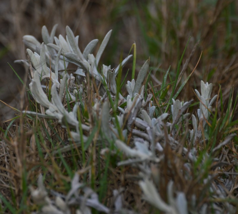 Achyrocline crassiuscula photo 2