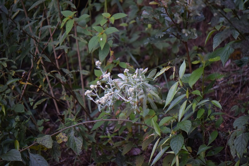 Achyrocline deflexa