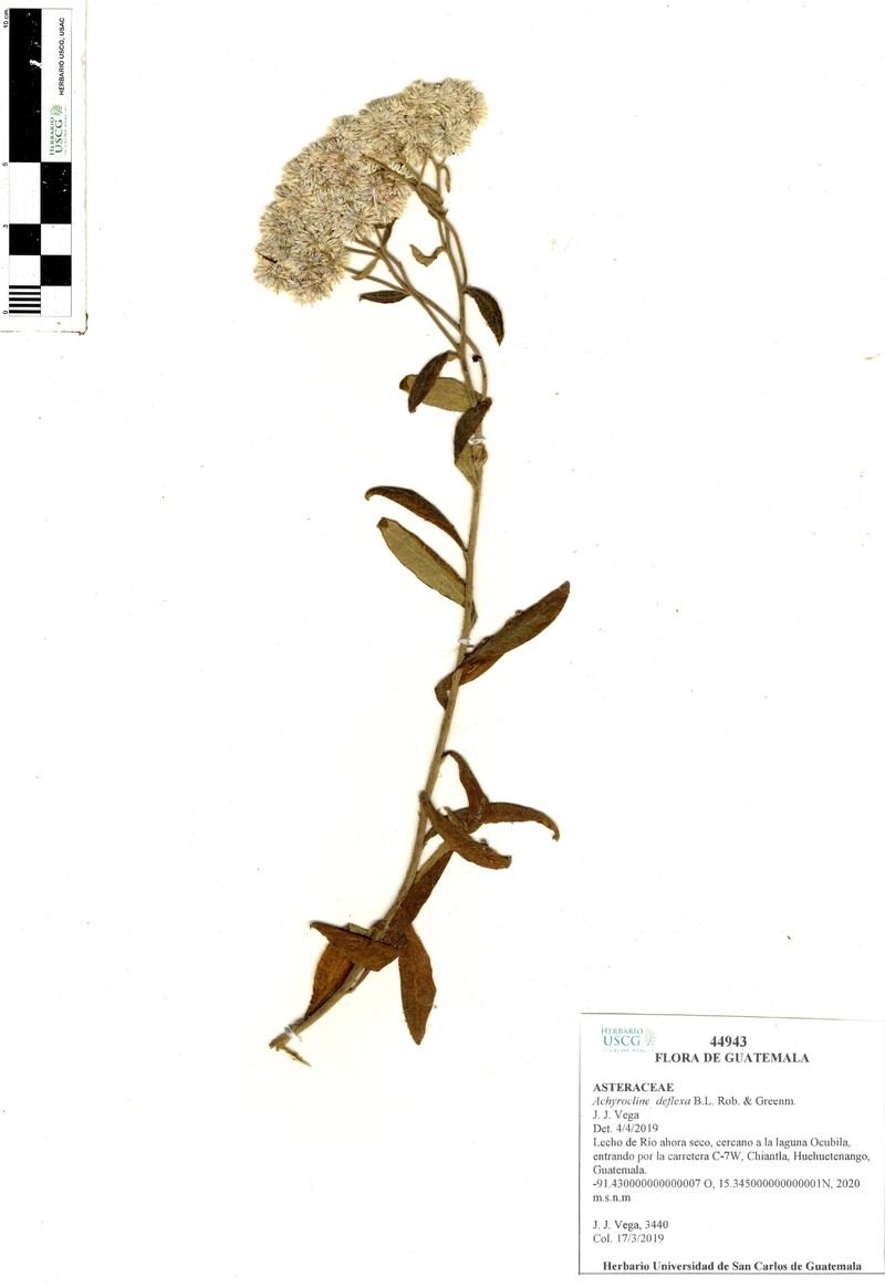 Achyrocline deflexa photo 3
