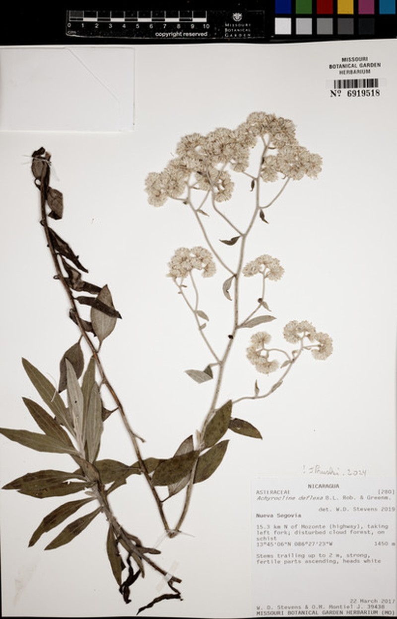 Achyrocline deflexa photo 4