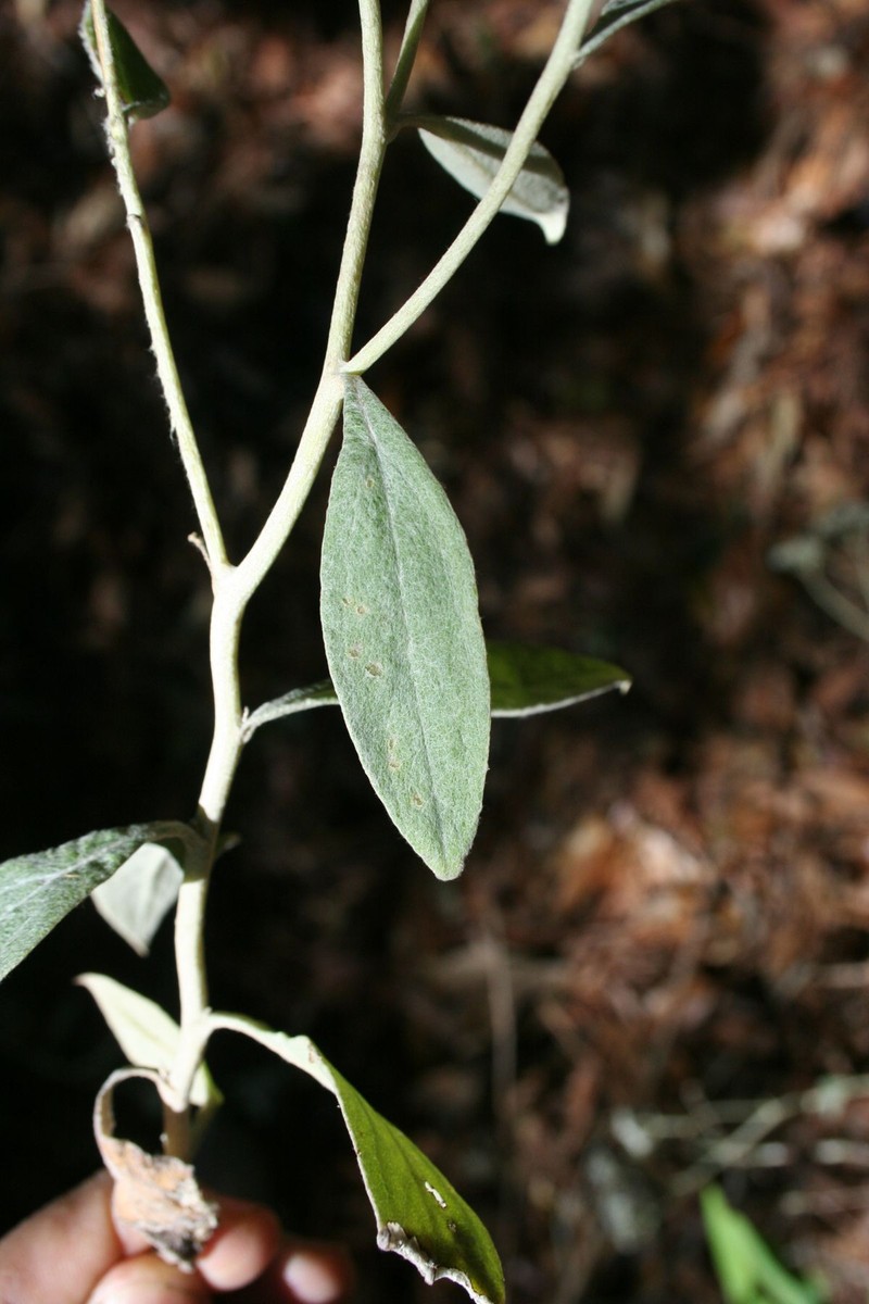 Achyrocline deflexa photo 7