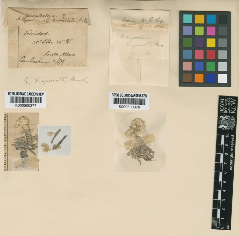 Achyrocline disjuncta