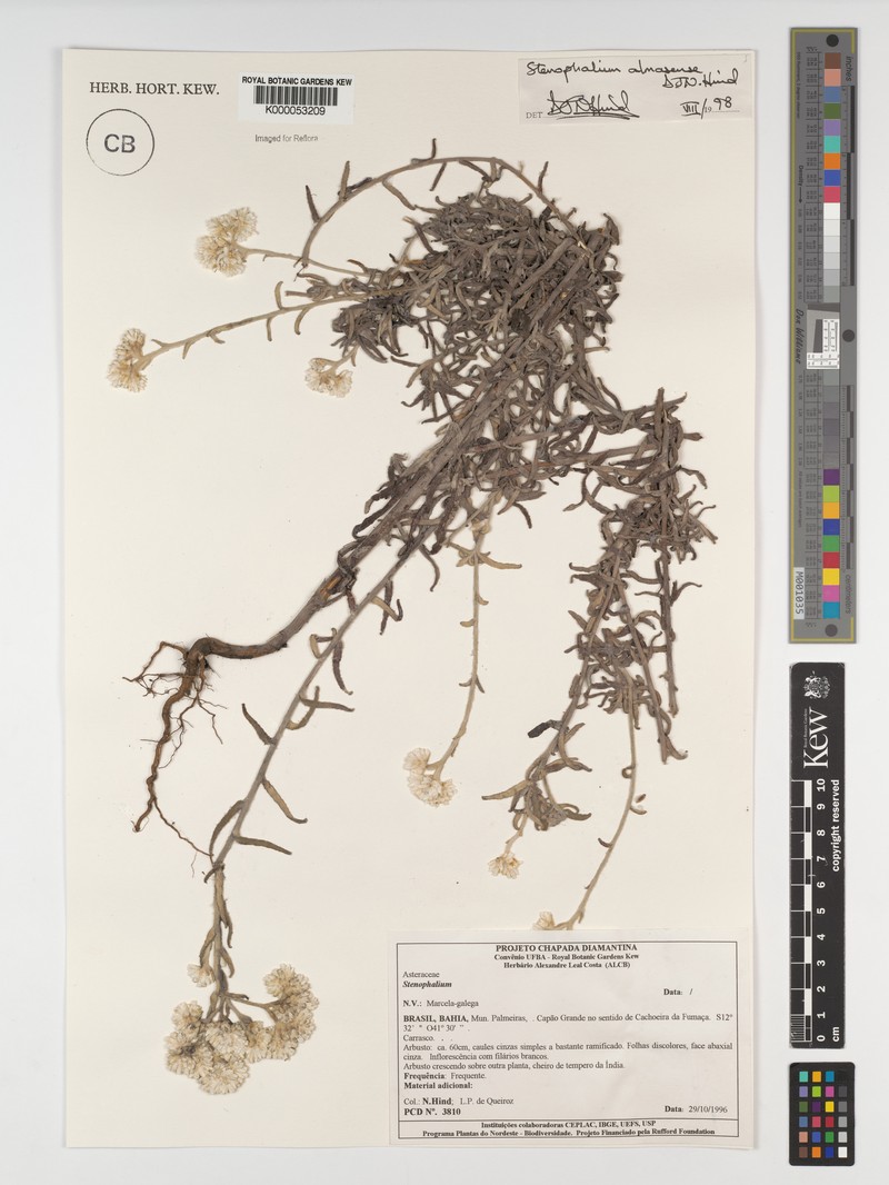 Achyrocline eriodes
