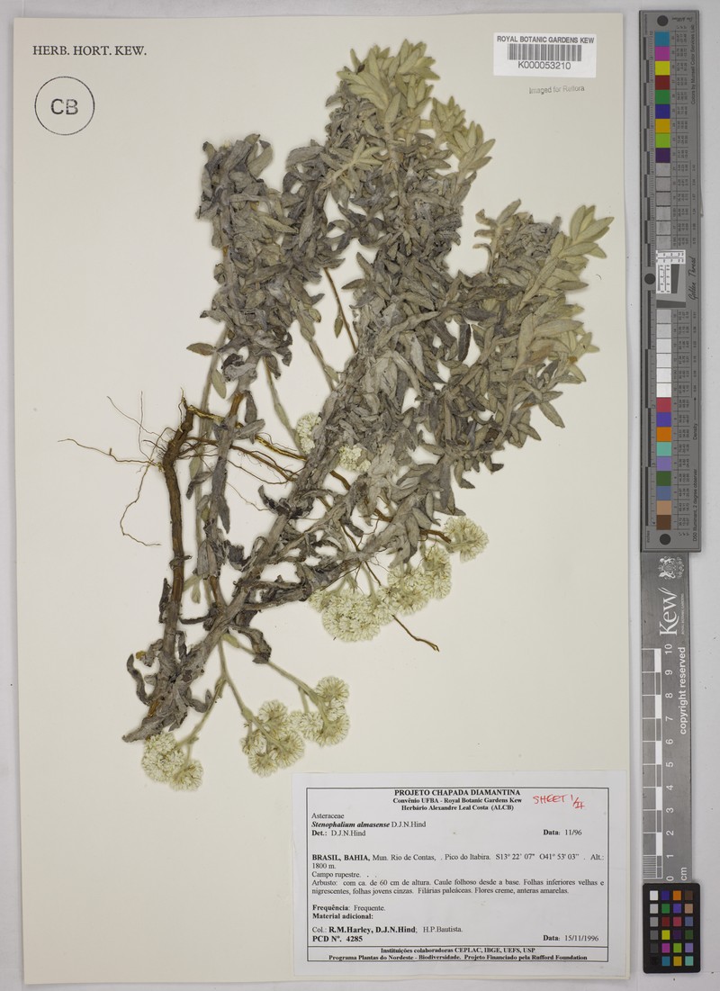 Achyrocline eriodes photo 2