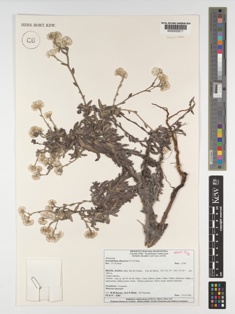 Achyrocline eriodes photo 3