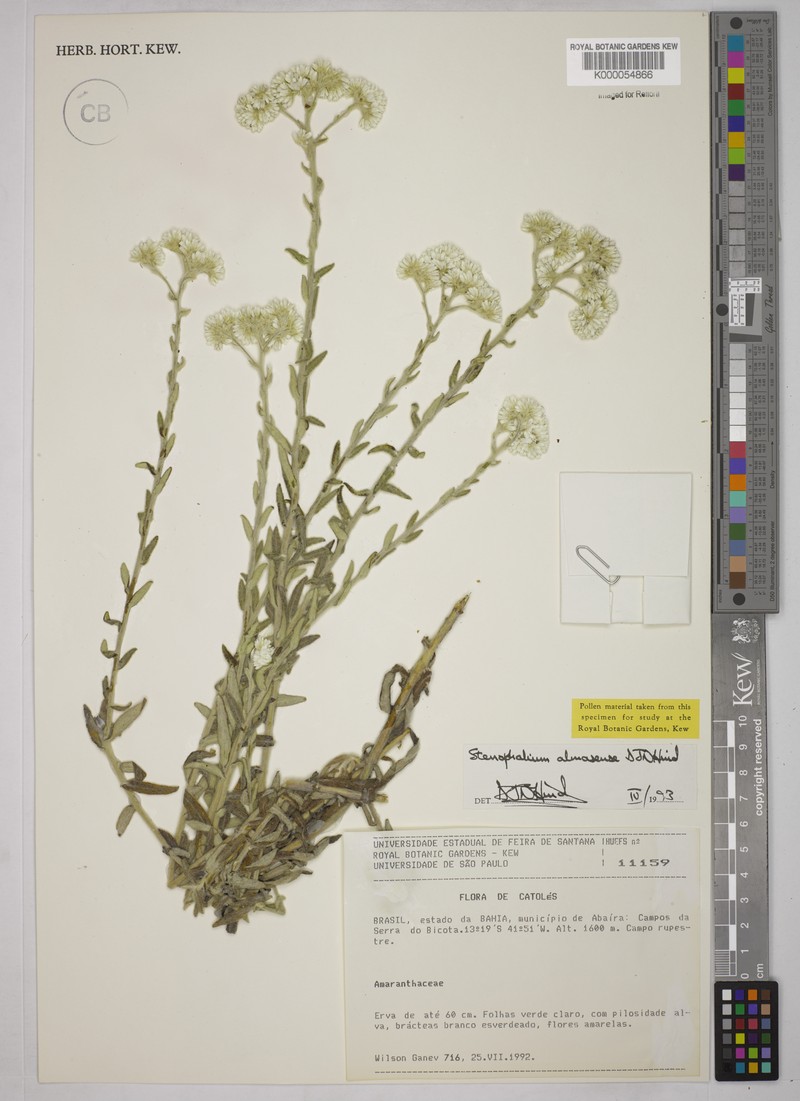 Achyrocline eriodes photo 4