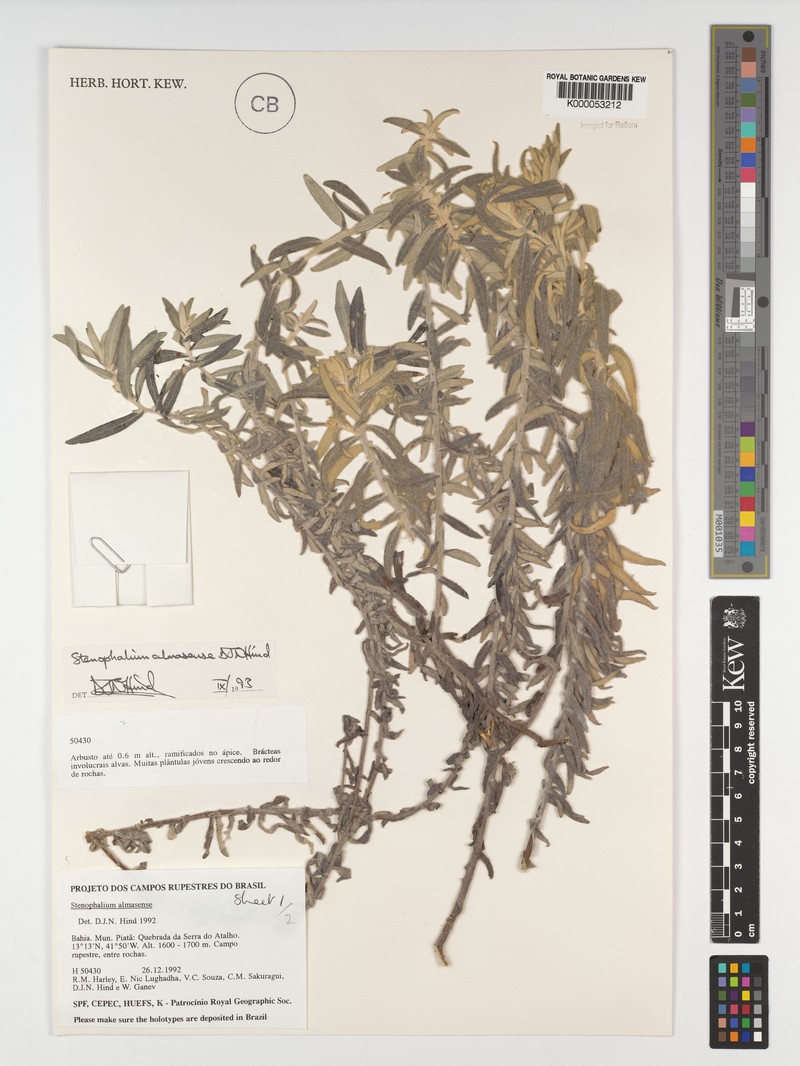 Achyrocline eriodes photo 5