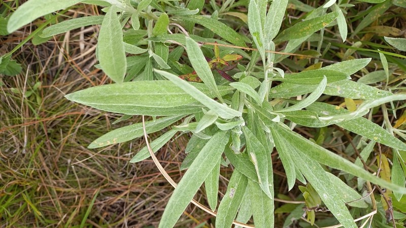 Achyrocline flaccida
