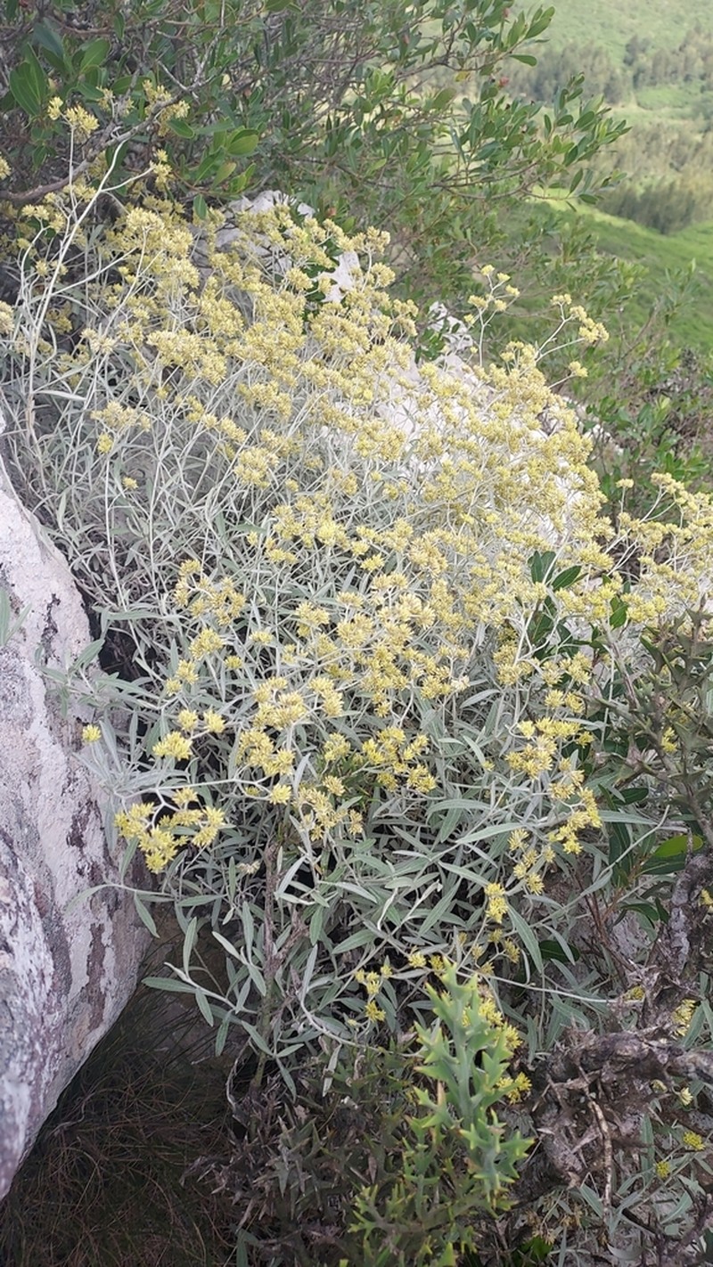 Achyrocline flaccida photo 2