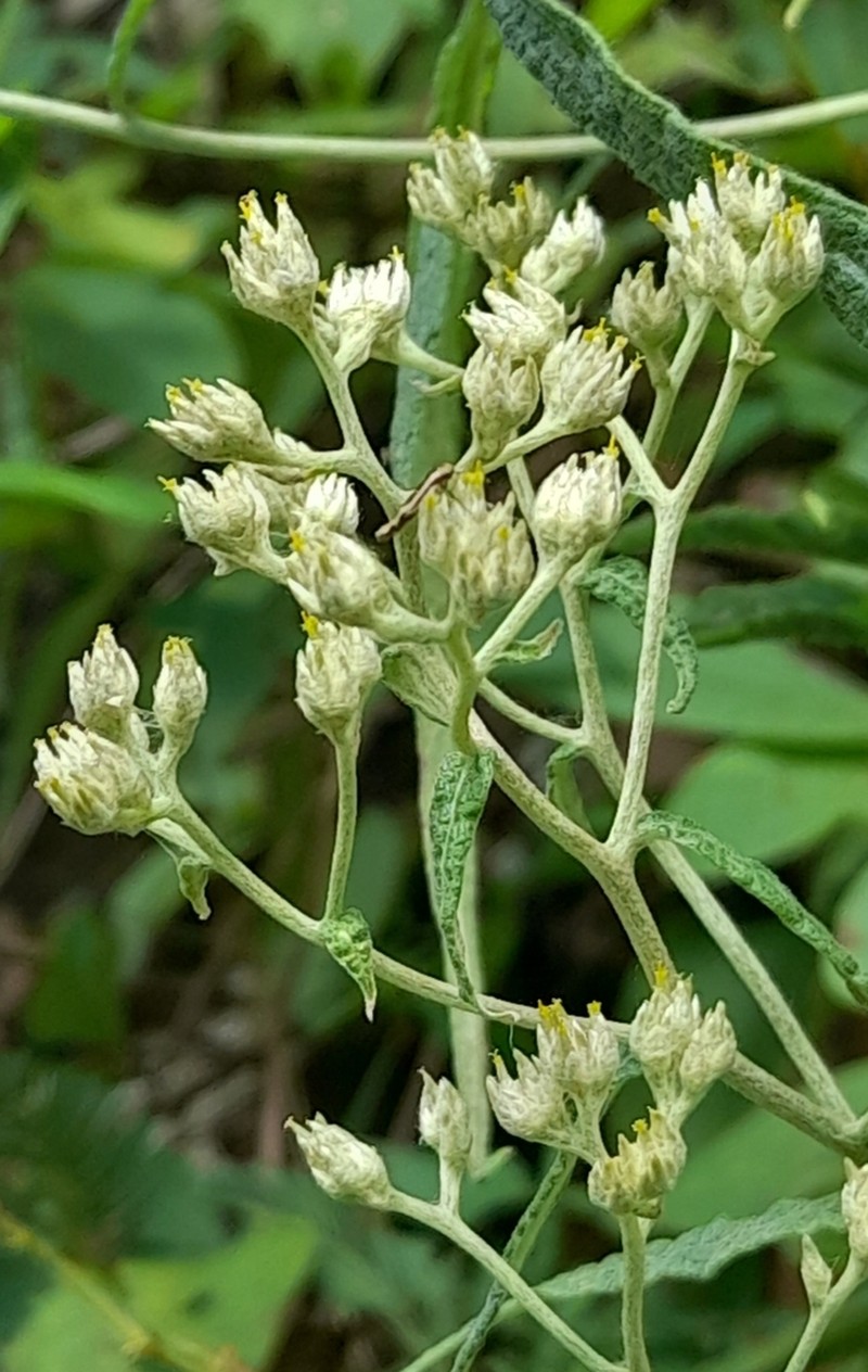 Achyrocline flaccida photo 3
