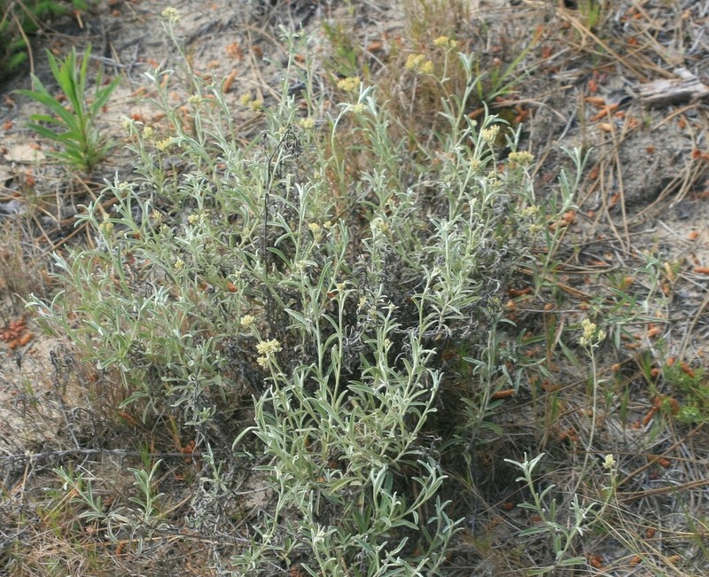 Achyrocline flaccida photo 4