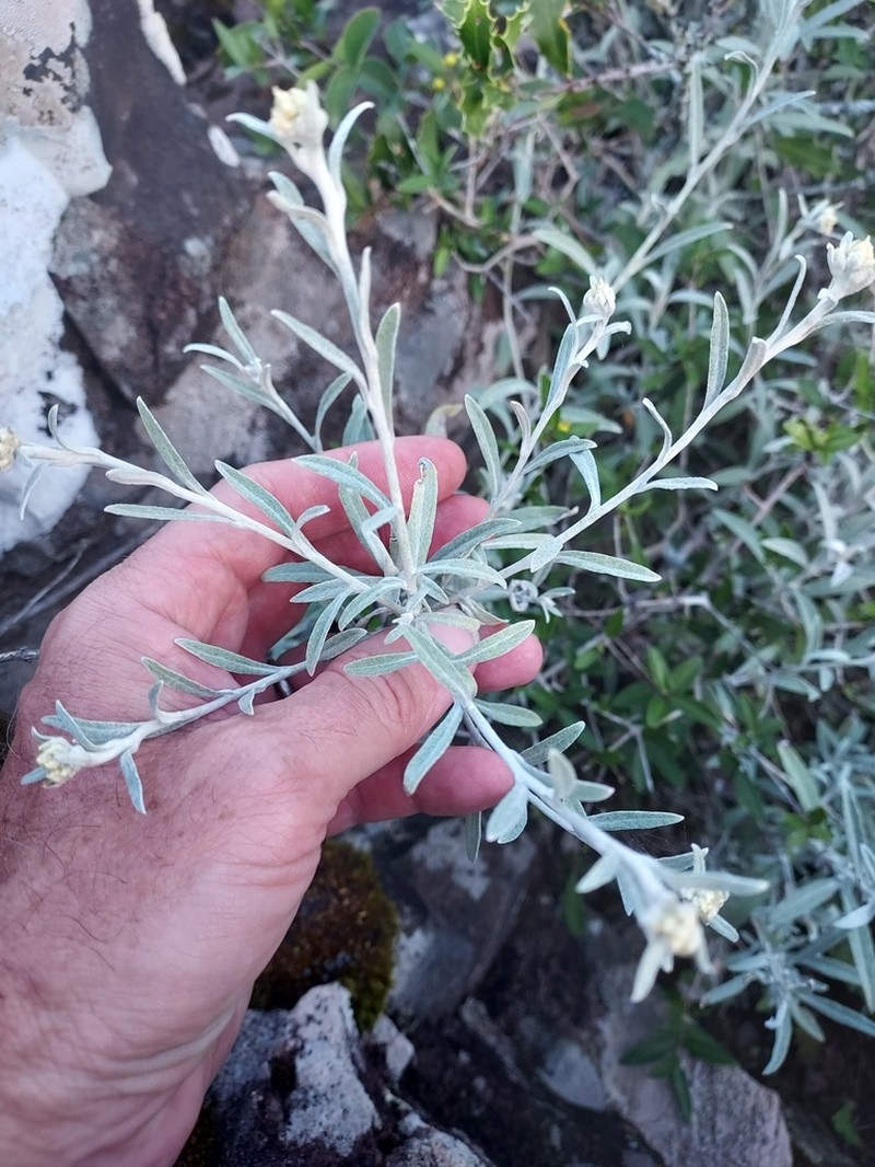 Achyrocline flaccida photo 5
