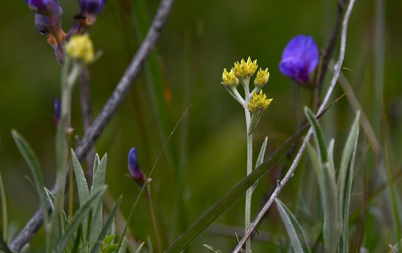 Achyrocline flaccida photo 8