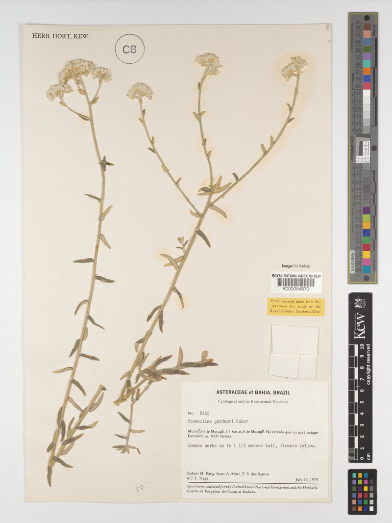 Achyrocline gardneri photo 2