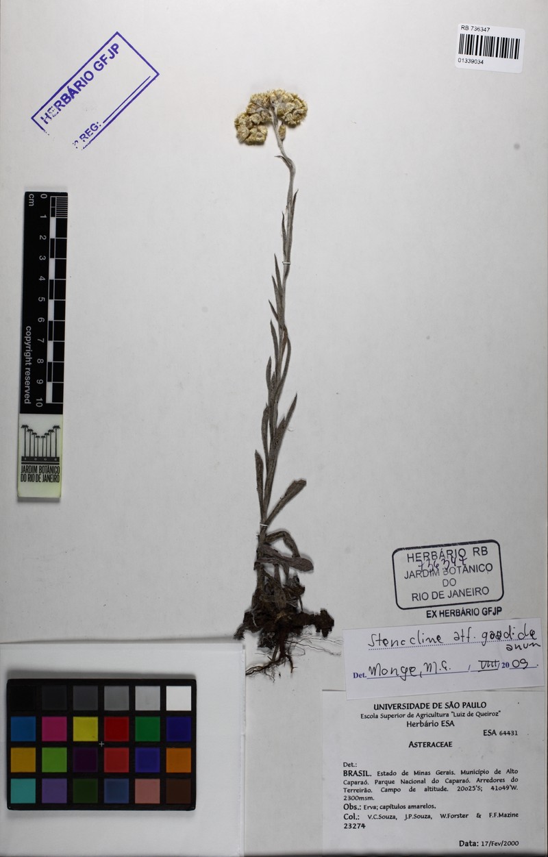 Achyrocline gardneri