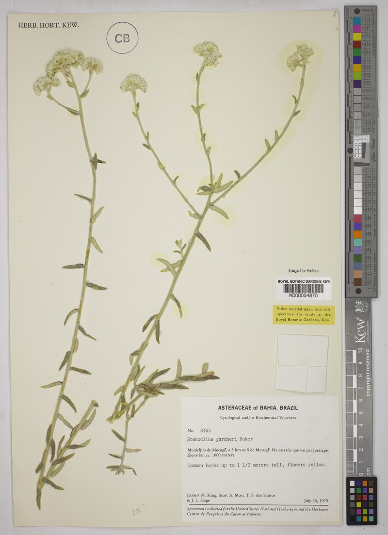 Achyrocline gardneri photo 2