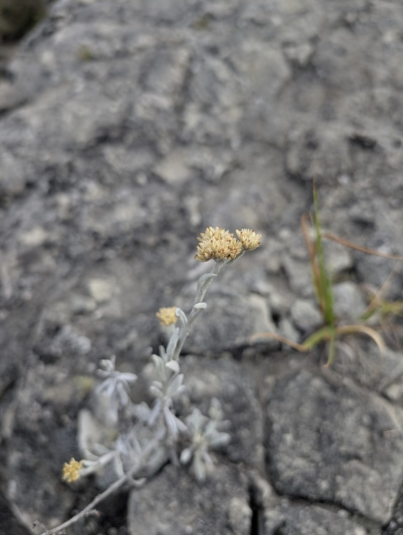 Achyrocline hallii photo 3