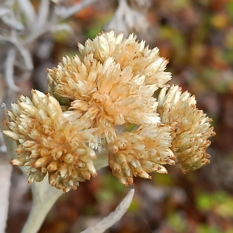 Achyrocline hallii photo 4