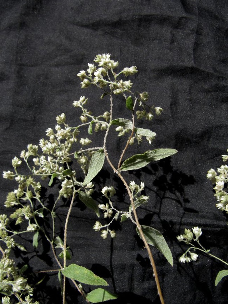 Achyrocline hyperchlora
