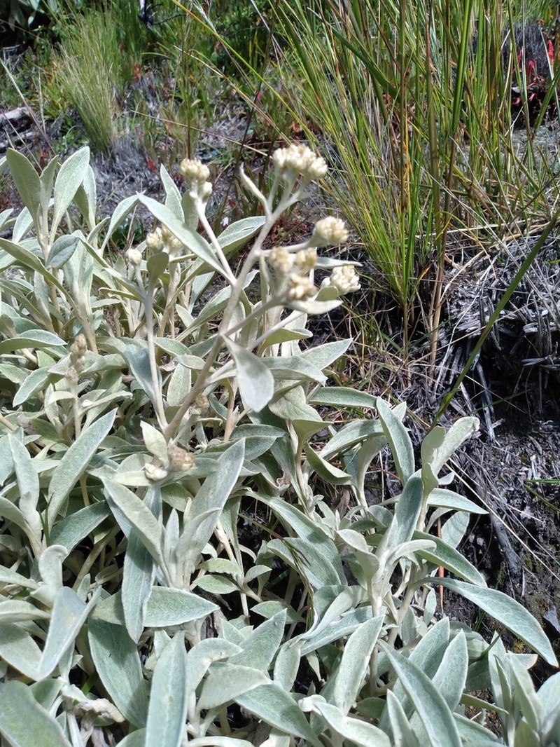 Achyrocline latifolia