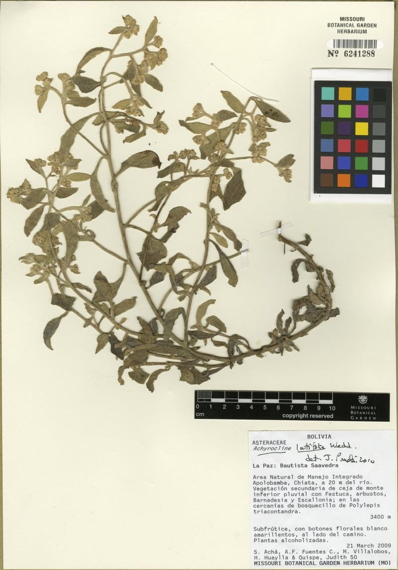 Achyrocline latifolia photo 3