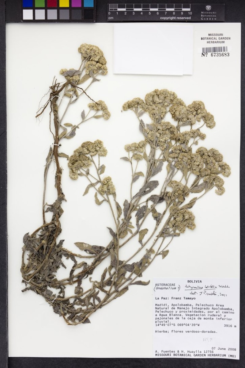 Achyrocline latifolia photo 4