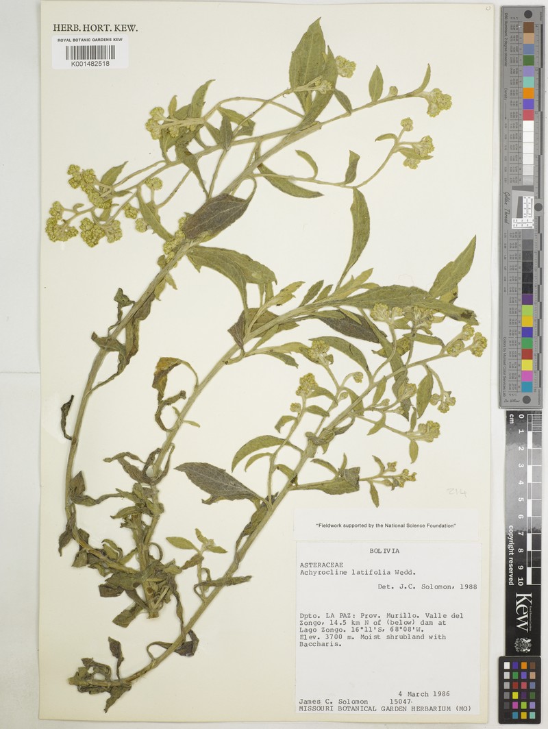 Achyrocline latifolia photo 5