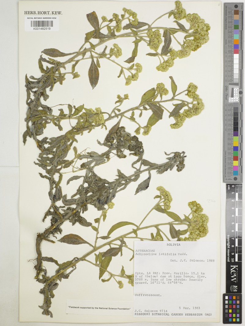 Achyrocline latifolia photo 6