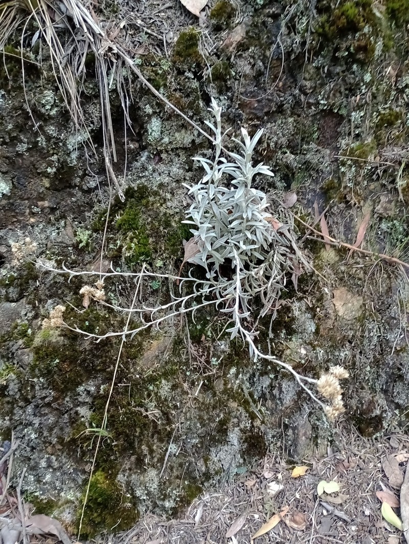 Achyrocline lehmannii