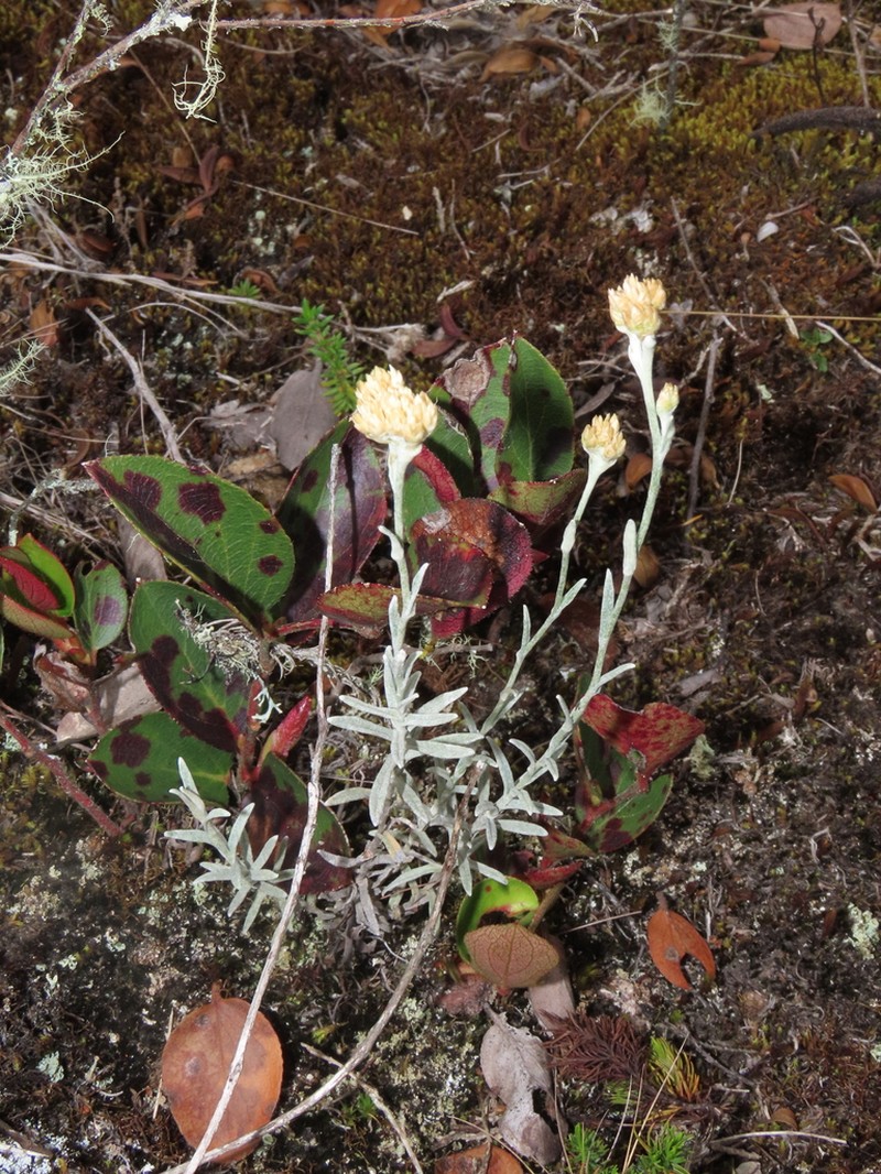Achyrocline lehmannii photo 2