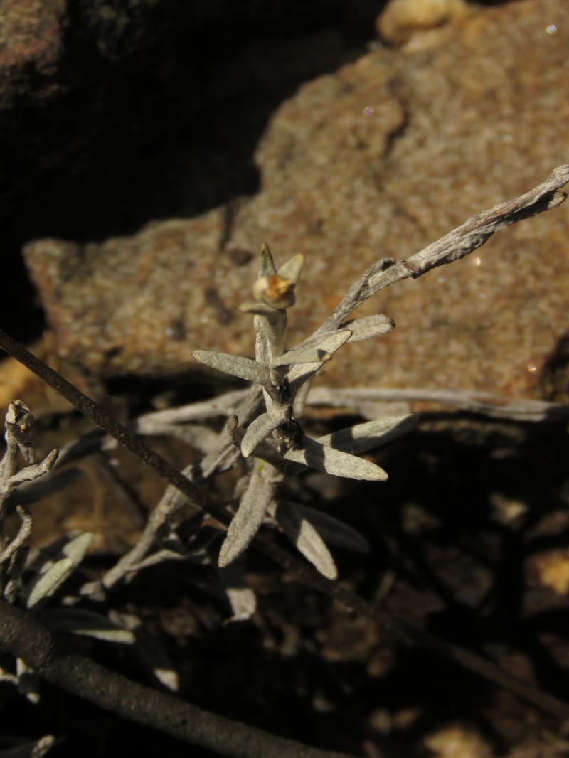 Achyrocline lehmannii photo 3