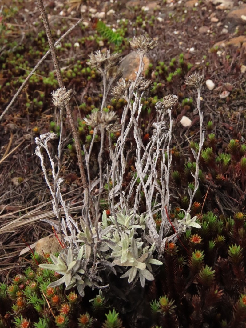 Achyrocline lehmannii photo 4