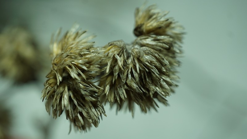 Achyrocline lehmannii photo 5