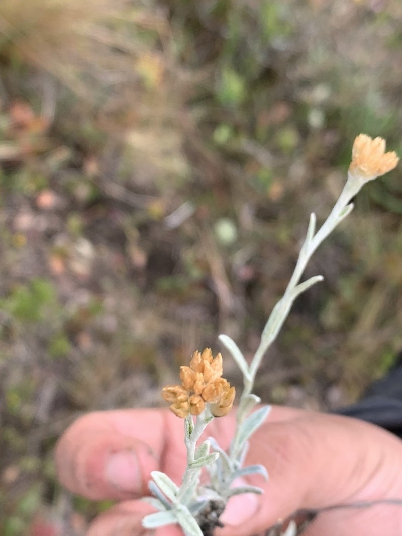 Achyrocline lehmannii photo 6