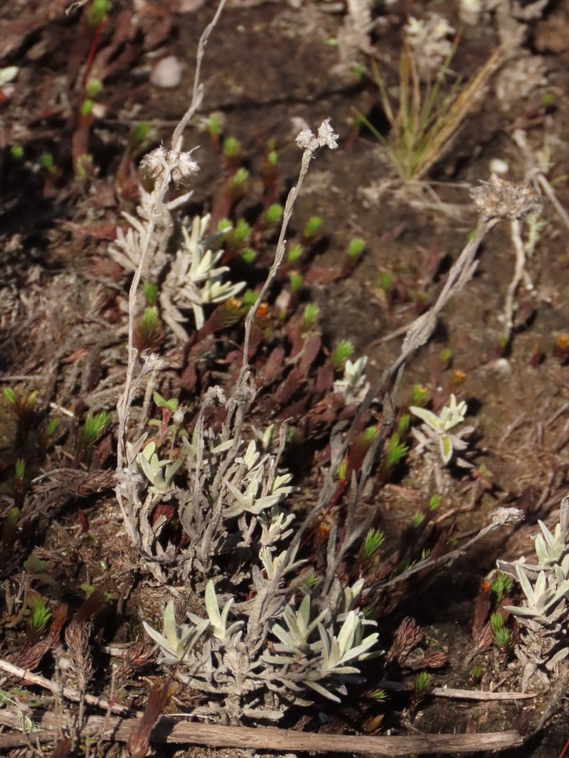Achyrocline lehmannii photo 7