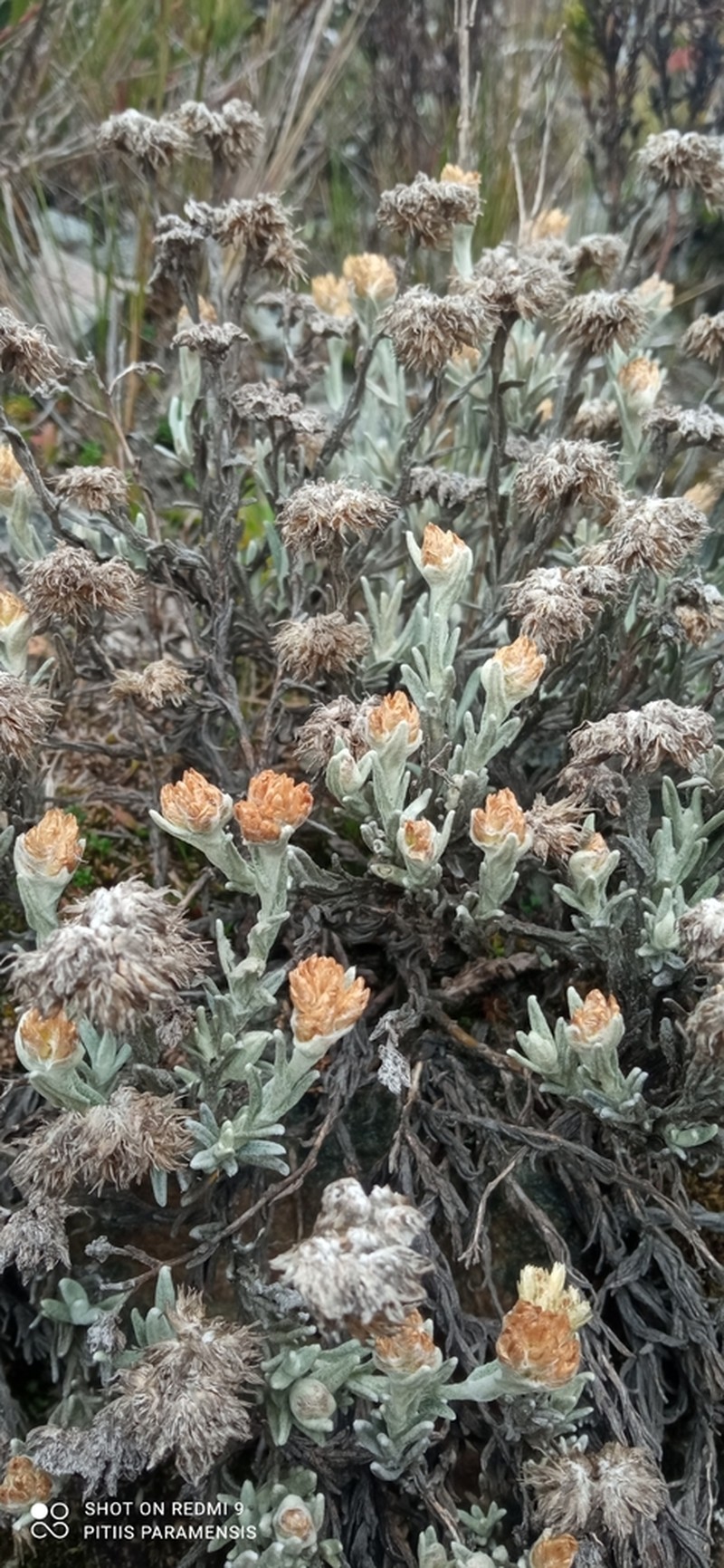 Achyrocline lehmannii photo 8